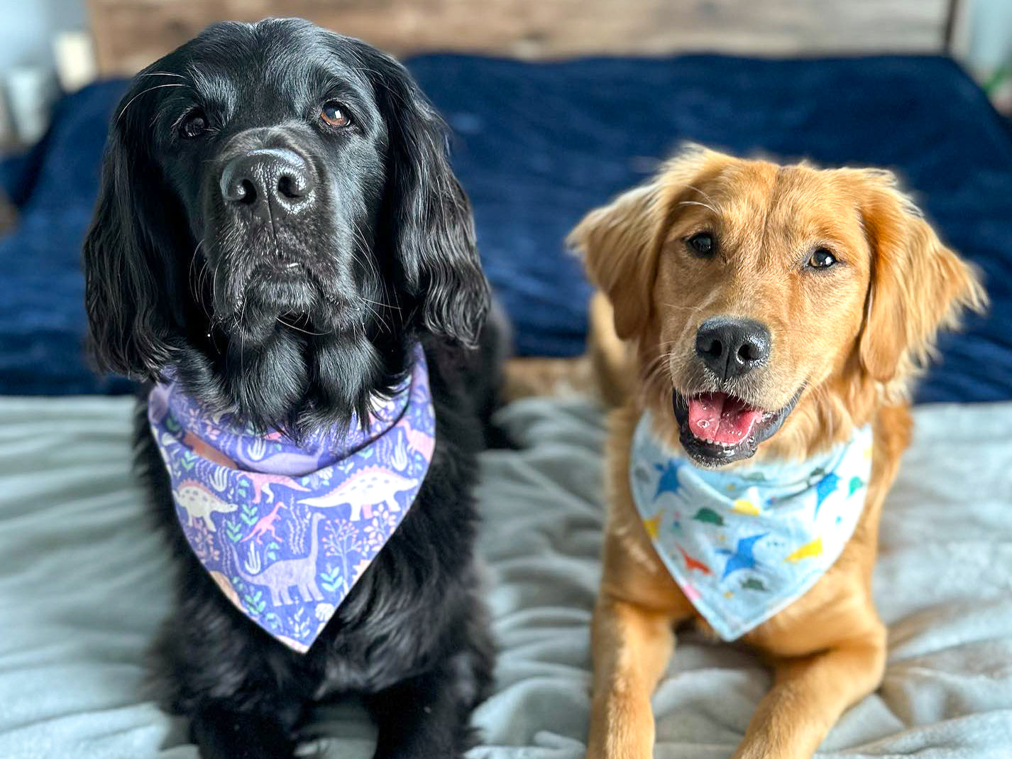 "Barkday on Blue" Dog Bandana