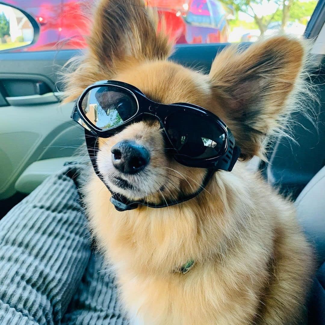 Dog goggles sunglasses cool accessories