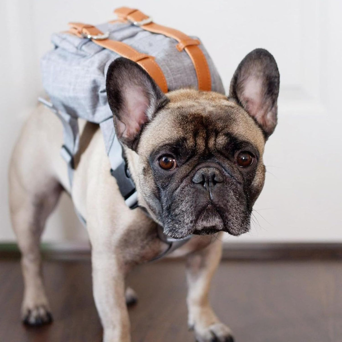 Gray Mini Dog Backpack with Waste-Bag Dispenser