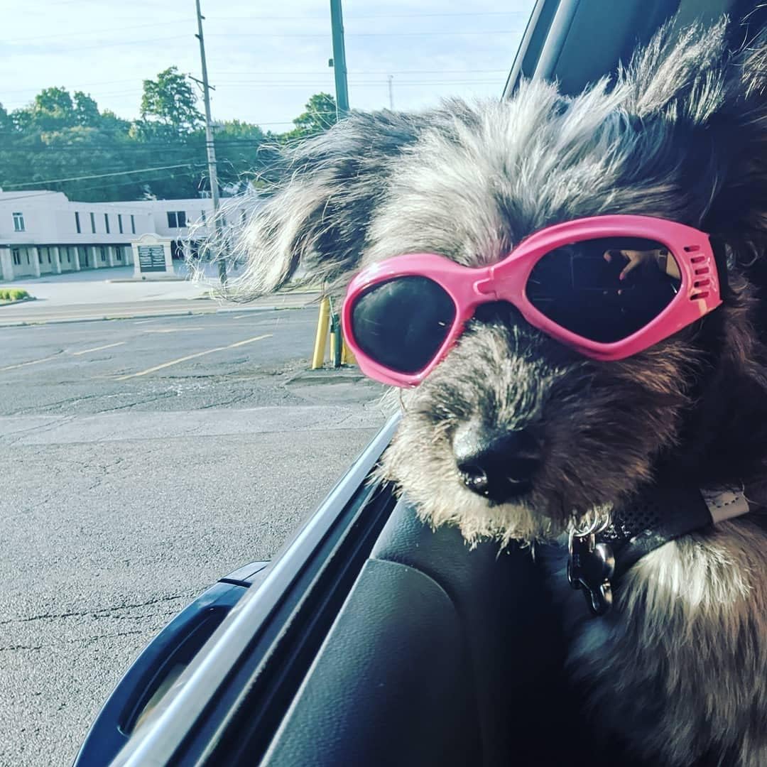 Dog goggles sunglasses cool accessories