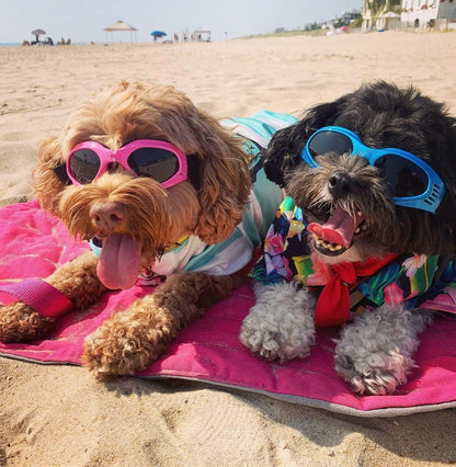 Dog goggles sunglasses cool accessories