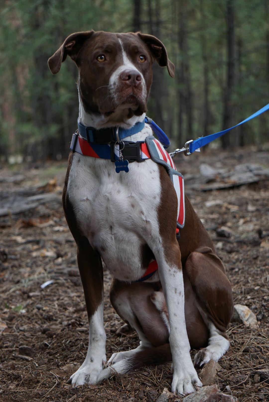 USA Patriotic Star Dog Harness+Leash Set