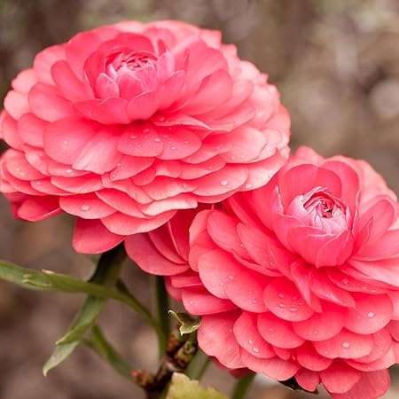 25 Aviv Rose Ranunculus Bulbs for Fall Planting, Ranunculus Corms Ranunculus Flowers Perennial Flower Bulbs, Peony Bulbs Ranunculus Bulbs for Planting, Persian Buttercup Flowers