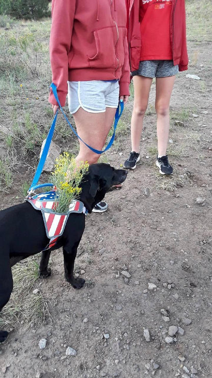 USA Patriotic Star Dog Harness+Leash Set