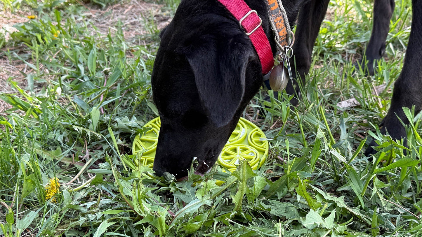 Citrus Design eMat - Enrichment Lick Mat For Dogs and Cats - with Suction Cups | USA Made