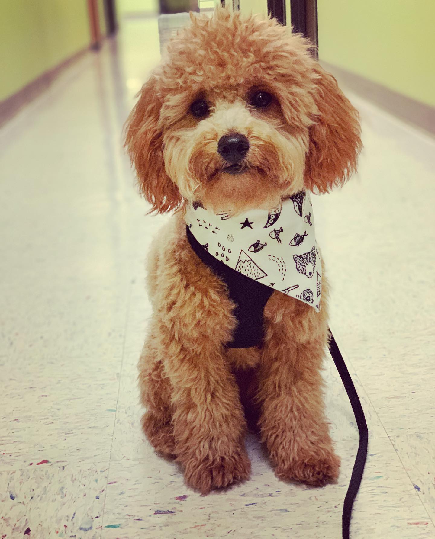 "Adventure" Dog Bandana