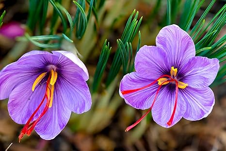 25 Saffron Crocus Bulbs for Planting - Crocus Sativus Bulbs