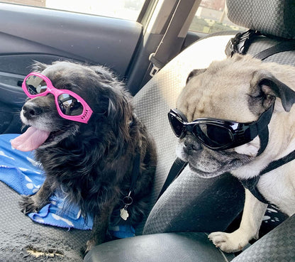 Dog goggles sunglasses cool accessories