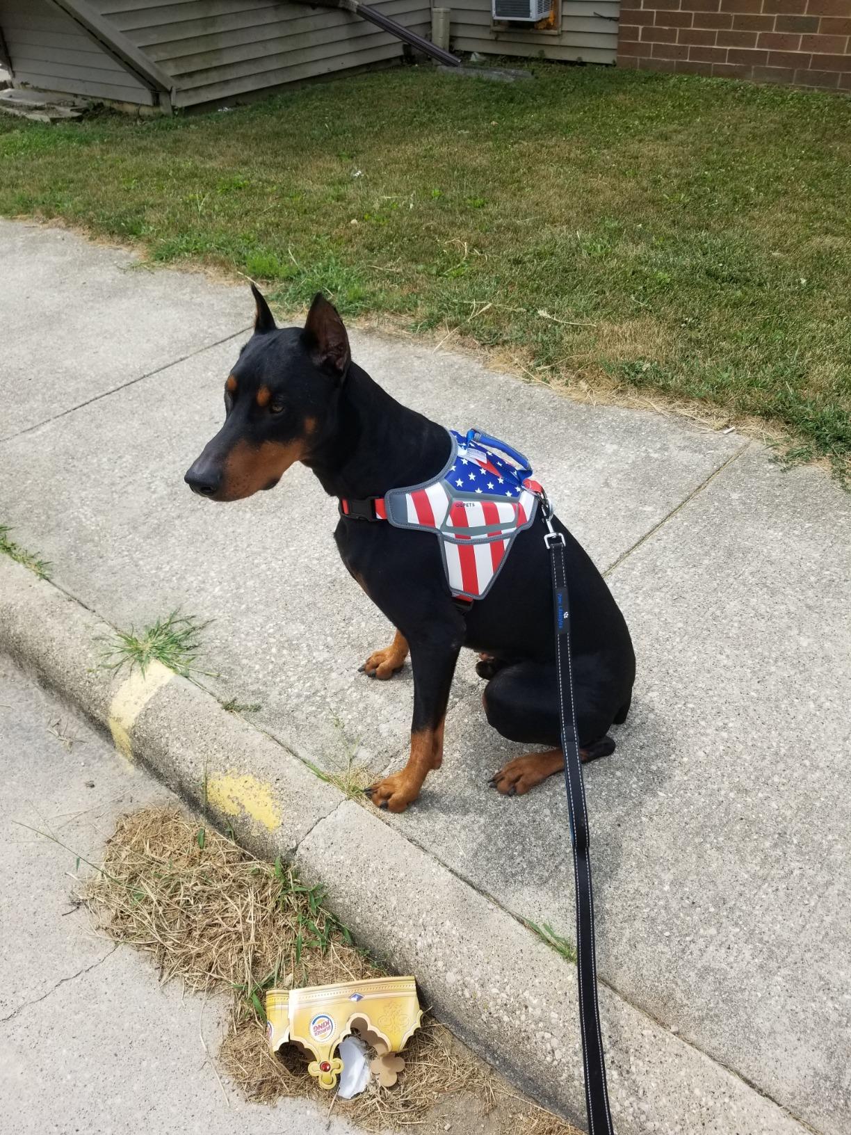 USA Patriotic Star Dog Harness+Leash Set