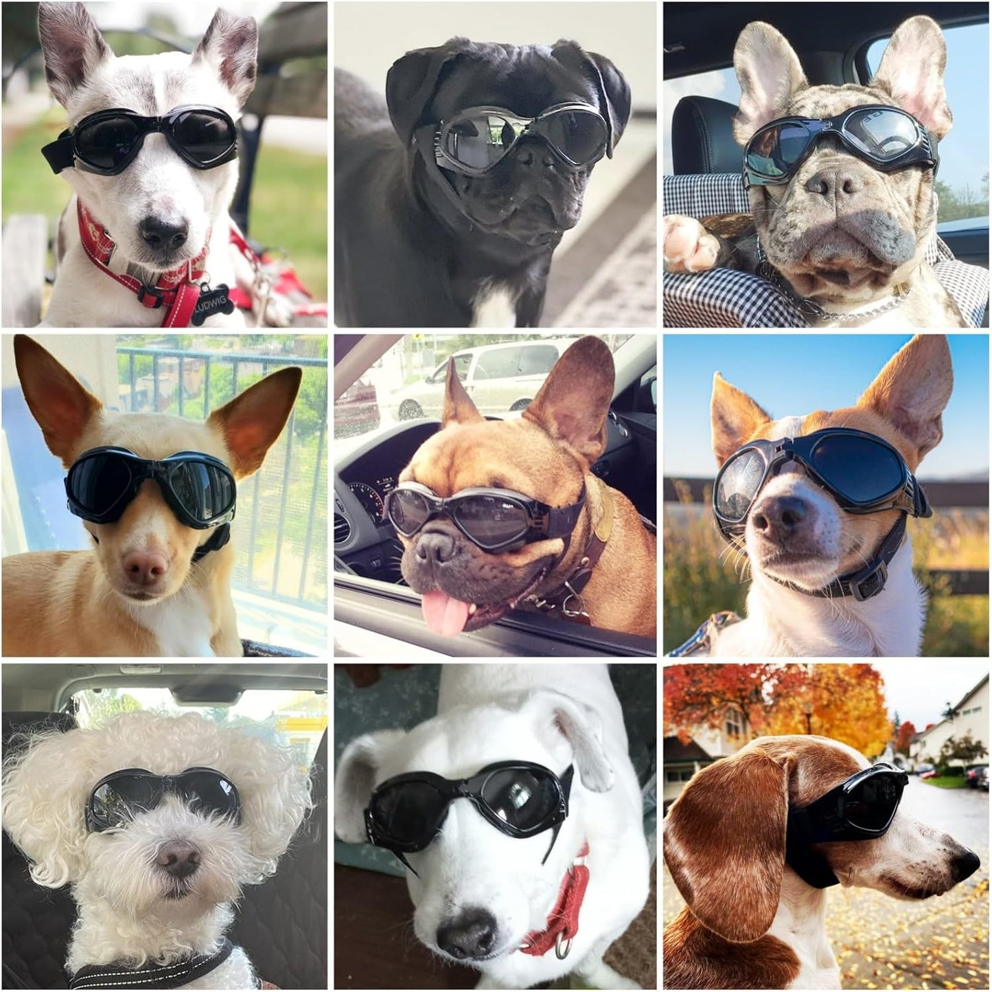 Dog goggles sunglasses cool accessories