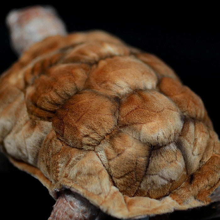 Galápagos Giant Tortoise (Chelonoidis niger) Plush