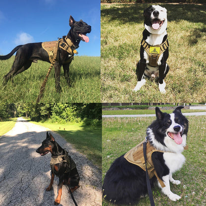 Military Tactical Dog
