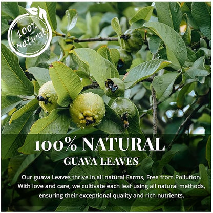Akshit Dried Guava Leaves 100% Natural , ( Hojas De Guayaba ) | Loose Tea, Non-GMO, Vegan, Gluten-Free | Support Digestive and Immune Health  2.5 oz