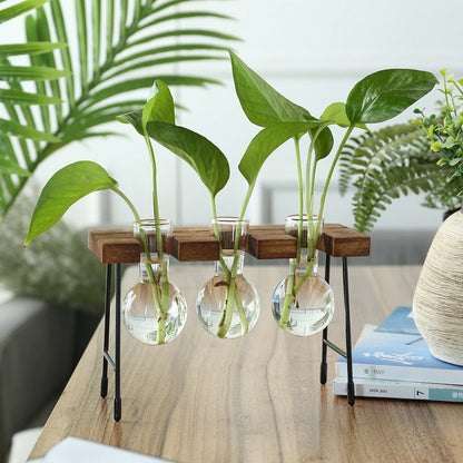 Desktop Vintage Plant Terrarium & Propagation Station
