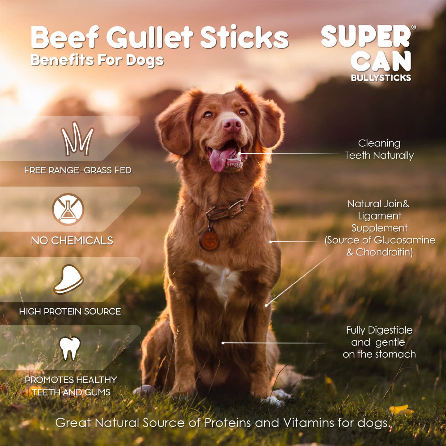 6" Beef Gullet Sticks 8oz