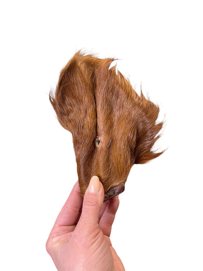 Dehydrated Beef Ears with Hair