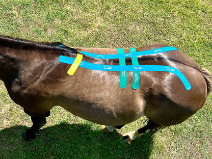 Equi-Tape® Advanced Education Package