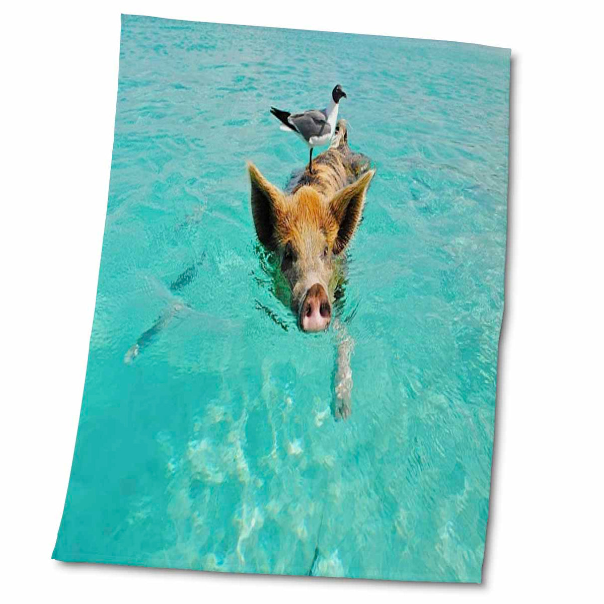 3dRose Print of Swimming Pig in Staniel Cay Bahamas