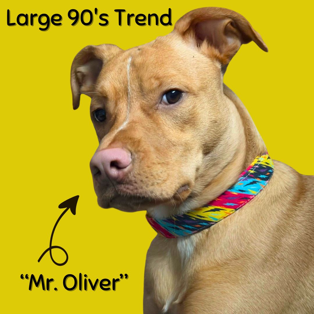 Boop Town Durable Soft Cotton Dog Collar With Nylon Core Quick Release Metal Buckle Adjustable for Girls Boys Small Medium Large Comfortable Pet Products Reduces Hair Matting Gold Tone Zinc Alloy Hardware - Triathlete Store