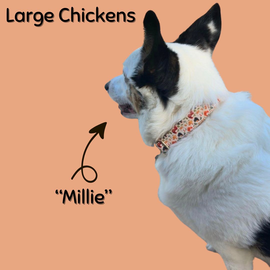 Boop Town Durable Soft Cotton Dog Collar With Nylon Core Quick Release Metal Buckle Adjustable for Girls Boys Small Medium Large Comfortable Pet Products Reduces Hair Matting Gold Tone Zinc Alloy Hardware - Triathlete Store