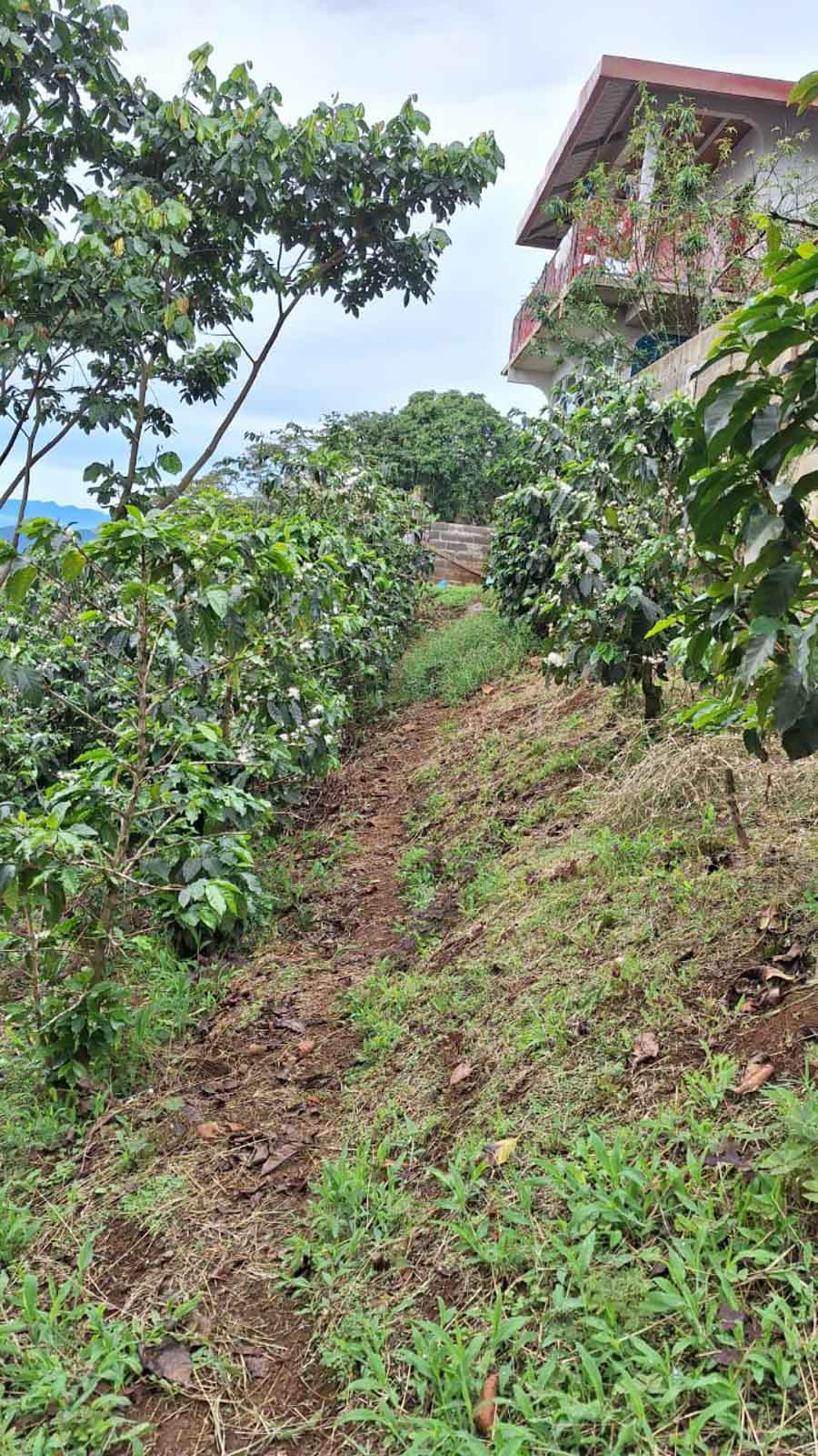 Cup Of Excellence Coffee For Sale: Honduras Geisha - Ranked #10 Best