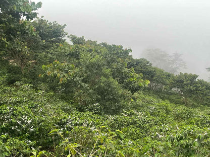 Cup Of Excellence Coffee For Sale: Honduras Geisha - Ranked #10 Best
