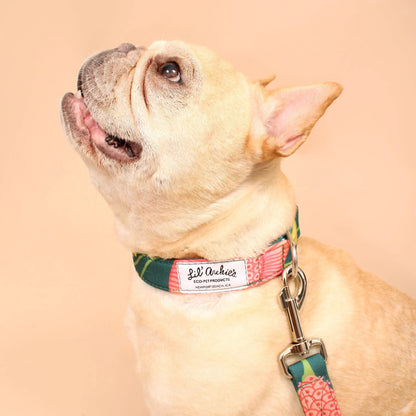 Eden Recycled Dog Collar