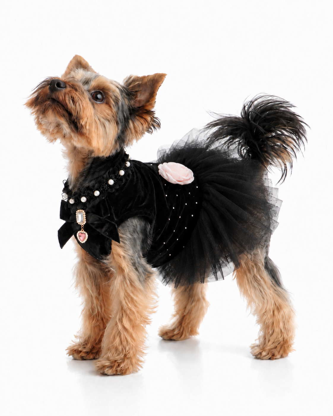 Dog dress black velvet rose