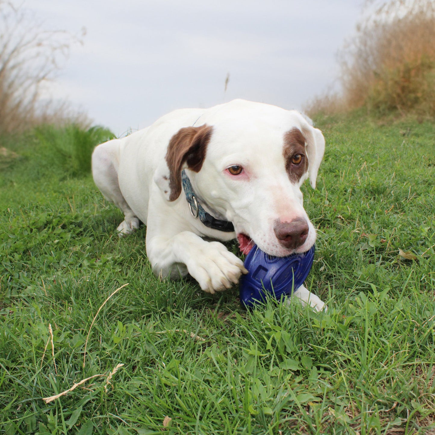 Chewie Squeak Rubber Football