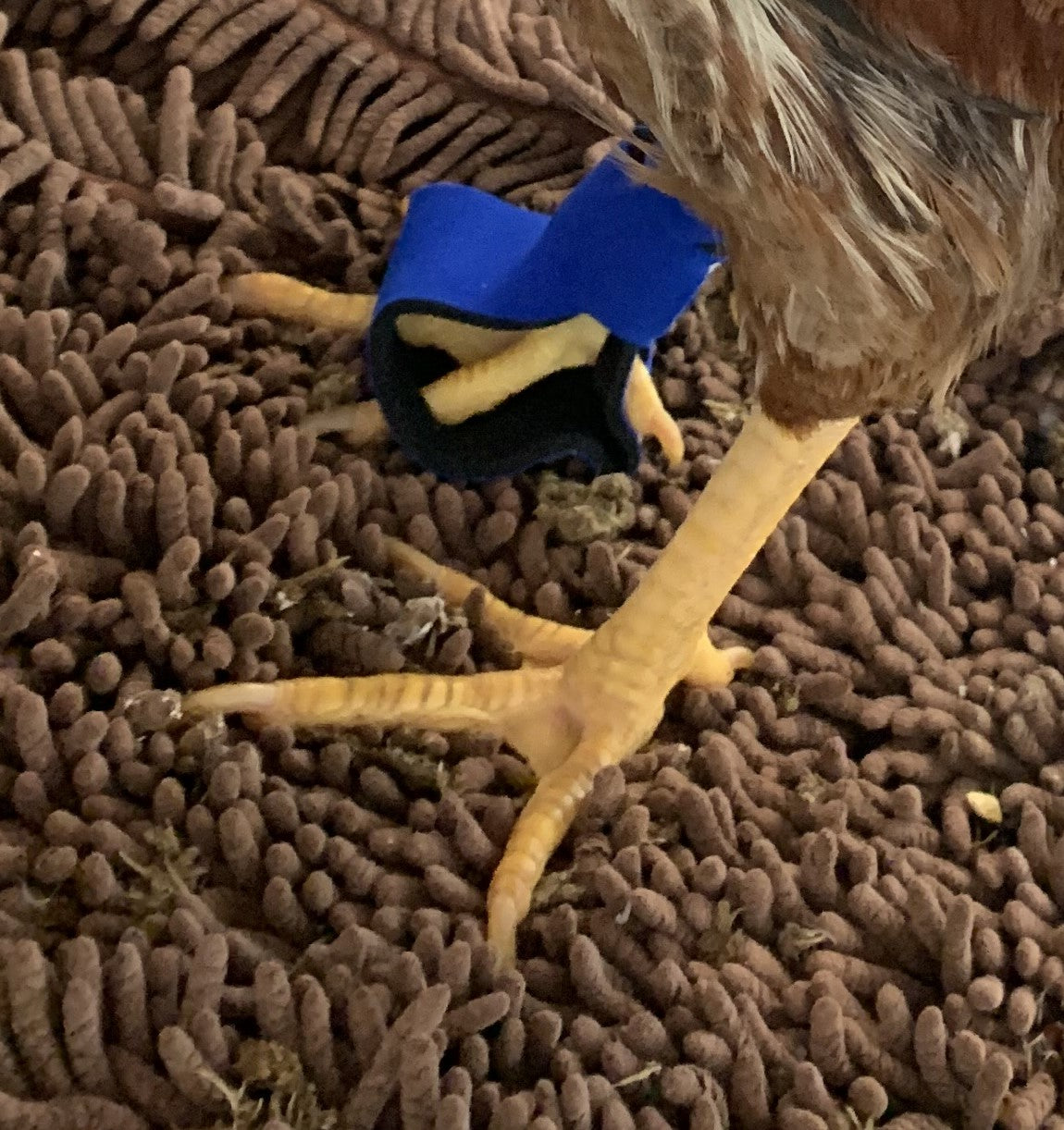 Birdy Bootie (chicken shoes, chicken booties, duck booties and goose shoes) - Triathlete Store