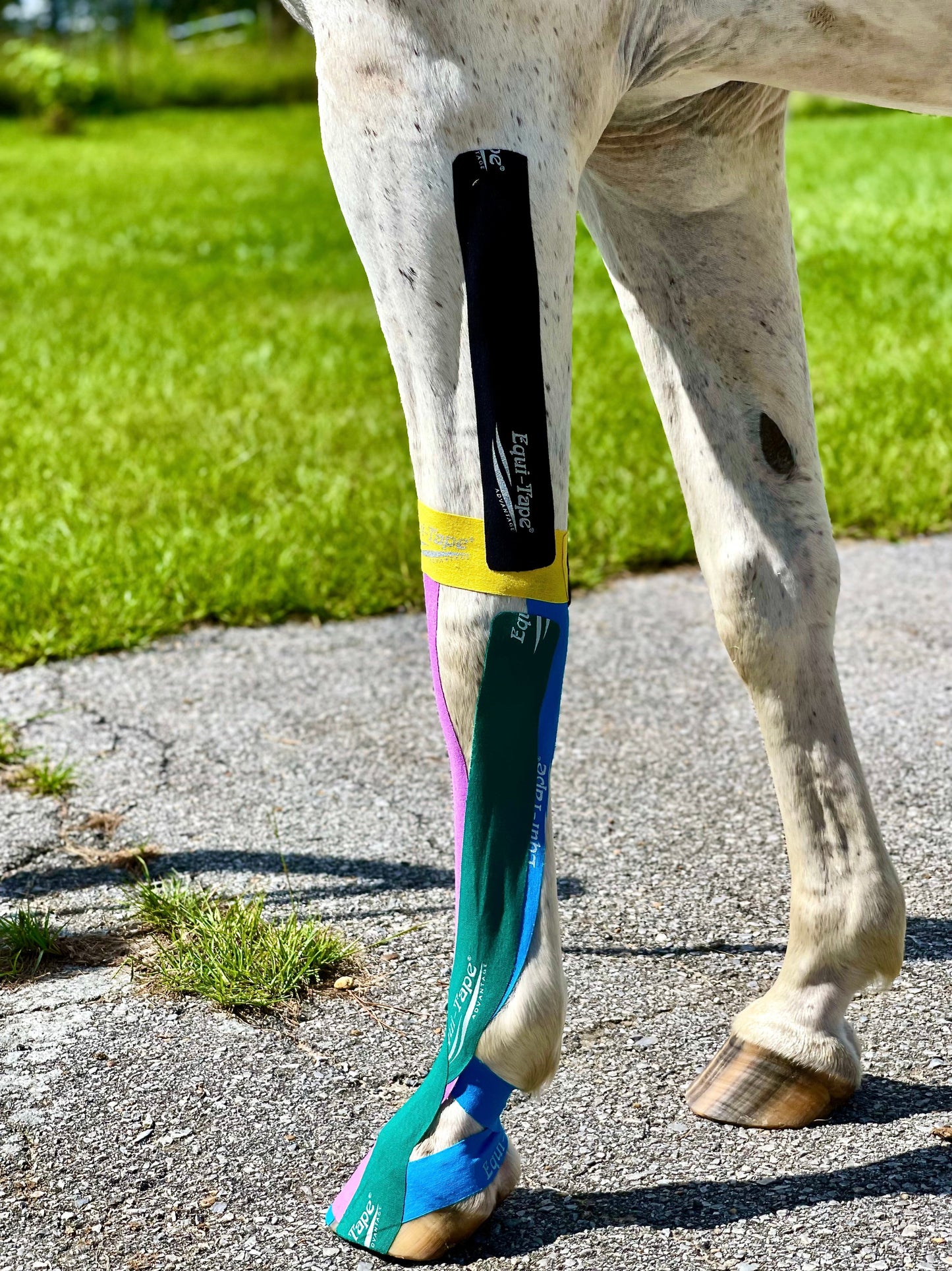 Module: Lower Leg