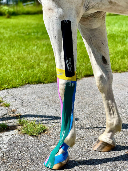 Module: Lower Leg