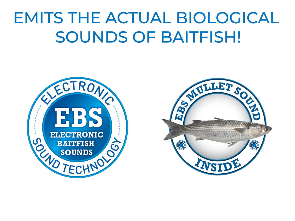 EBS Mullet