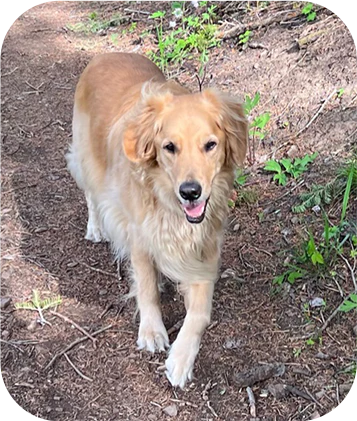 Senior Chicken & Multigrain Recipe