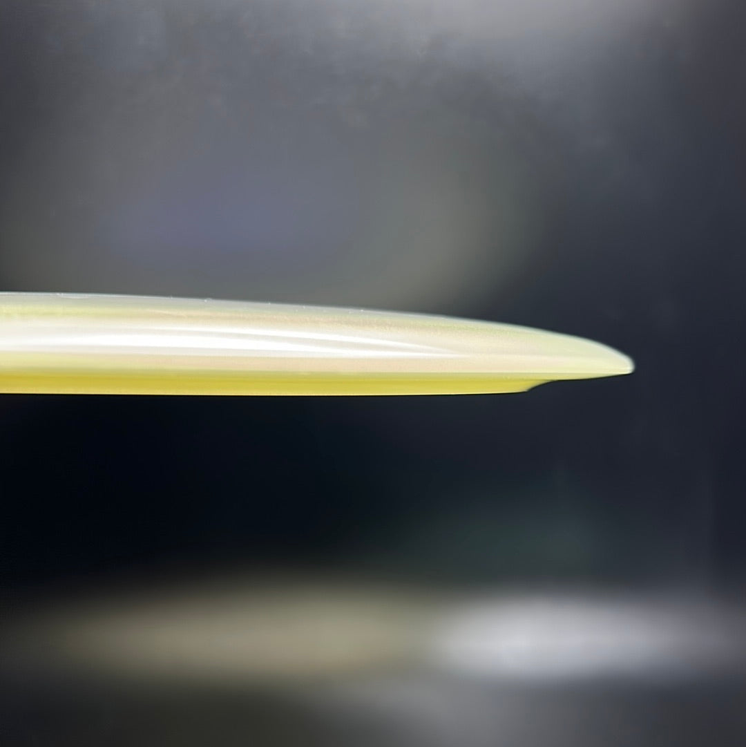 Champion Glow Tern