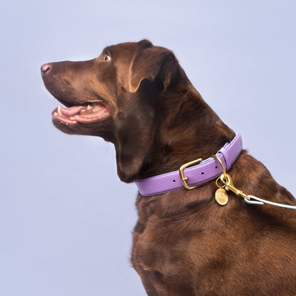 Fairy Collar