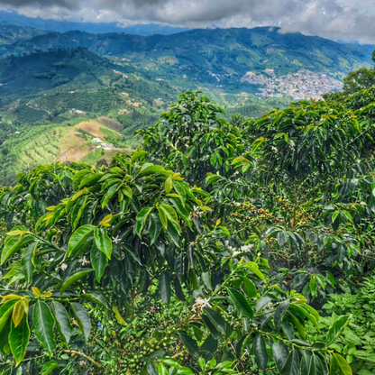 Orange Bourbon - Washed Espresso
