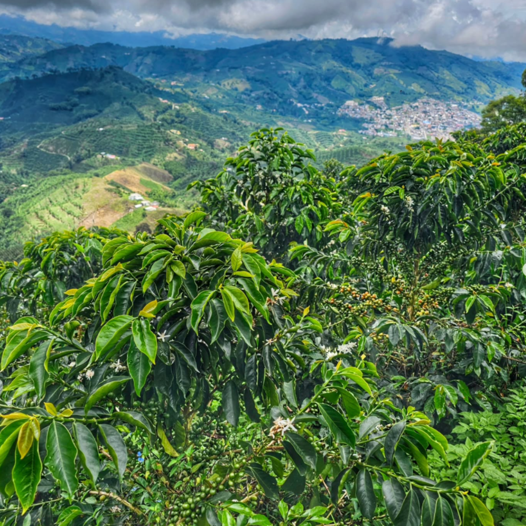 Red/Yellow Caturra - Washed