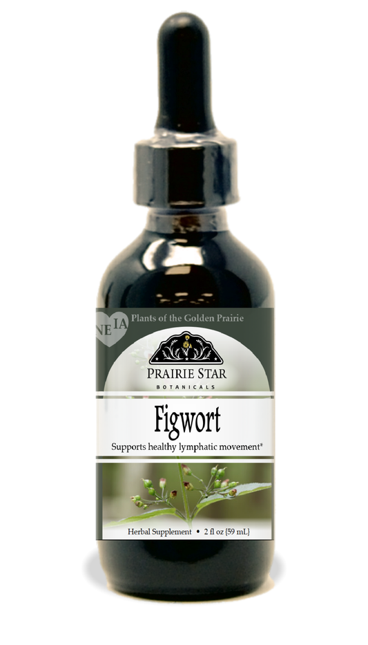 Figwort