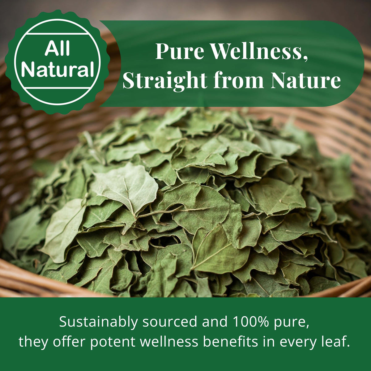 Dried Moringa Leaves 2.6 oz – Loose Leaf Herbal Tea | Akshit
