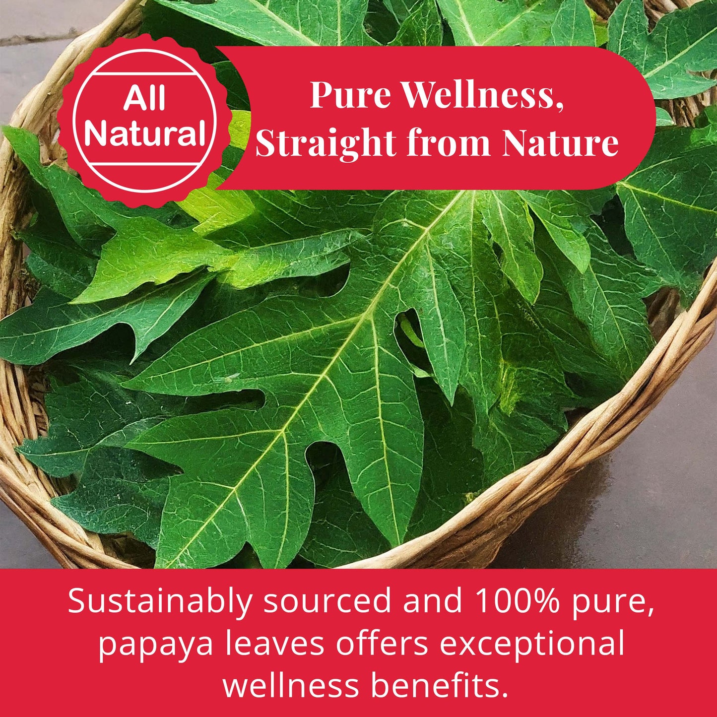 Akshit  Papaya Leaves, Hojas de papaya, 2.6oz, Dried From Green Papaya Leaf, Herbal Tea, Non GMO, Caffeine free, Sugar free, Rich In Vitamins.
