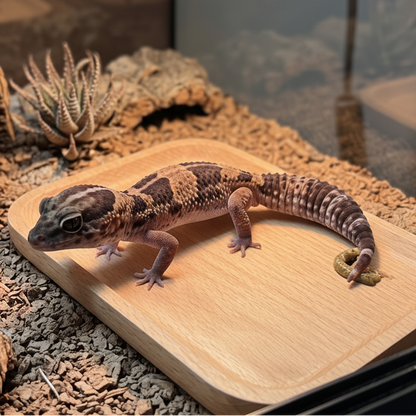 Rectangular Beechwood Gecko Latrine & Litter Tray