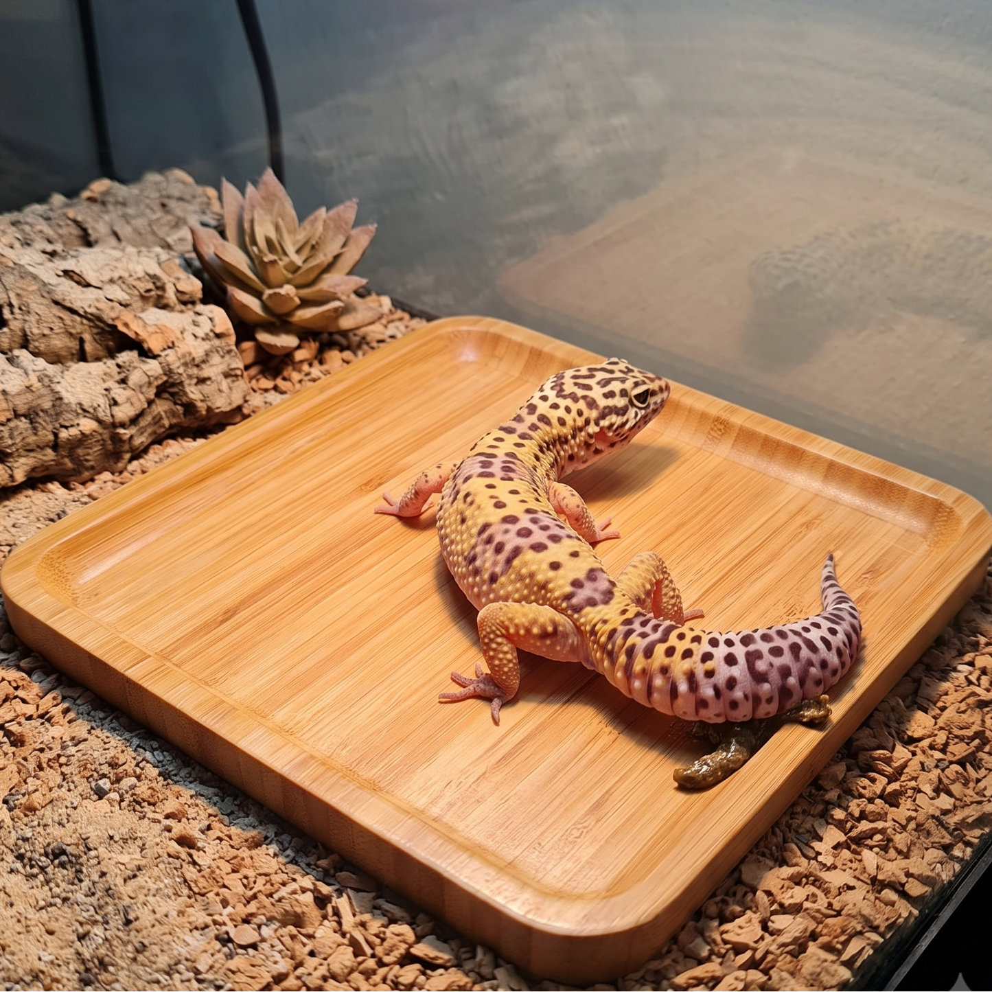 Low-Profile Leopard Gecko Latrine & Litter Tray