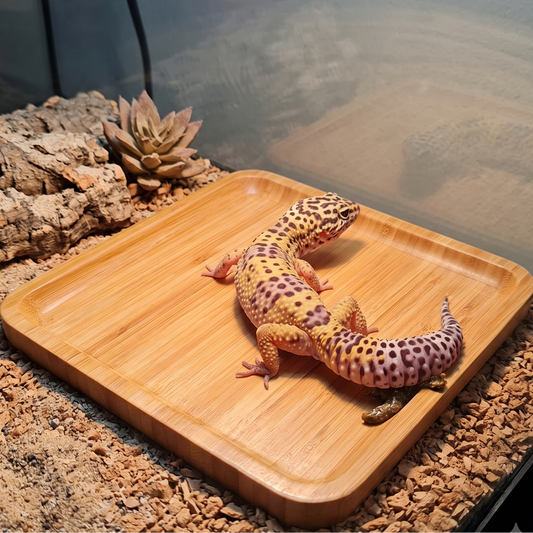 Low-Profile Leopard Gecko Latrine & Litter Tray