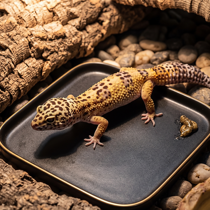 Minimalist Ceramic Square Gecko Latrine & Litter Tray