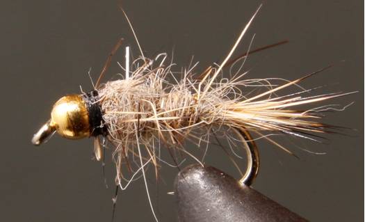 Gold Rib Hare’s Ear