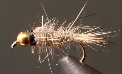 Gold Rib Hare’s Ear