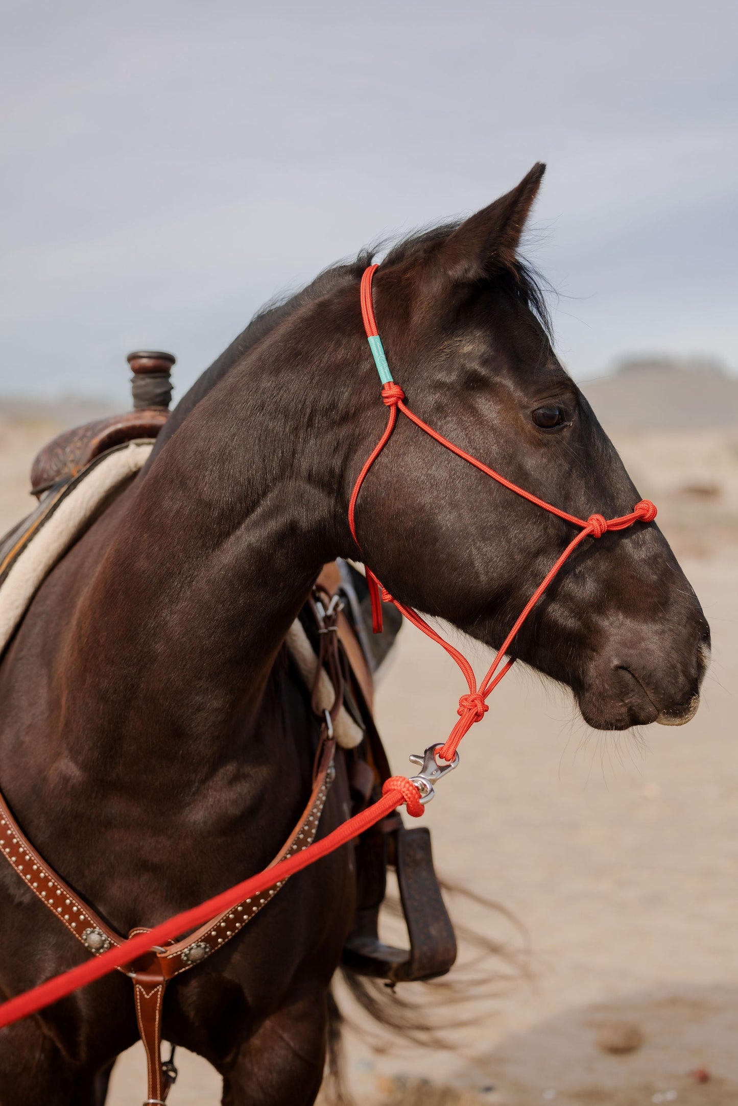 Stiff 4 Knot Training Halter