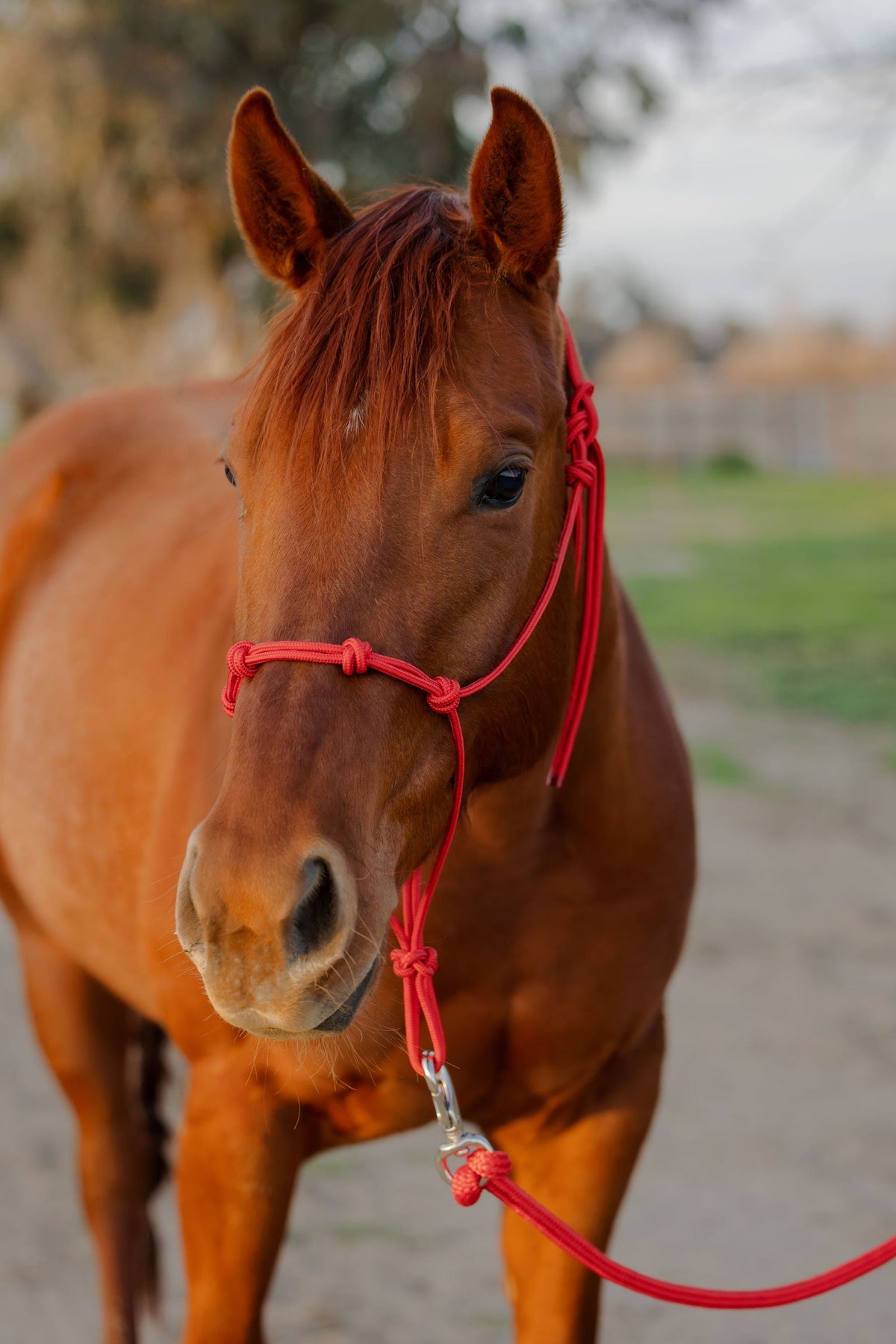 Stiff 4 Knot Training Halter