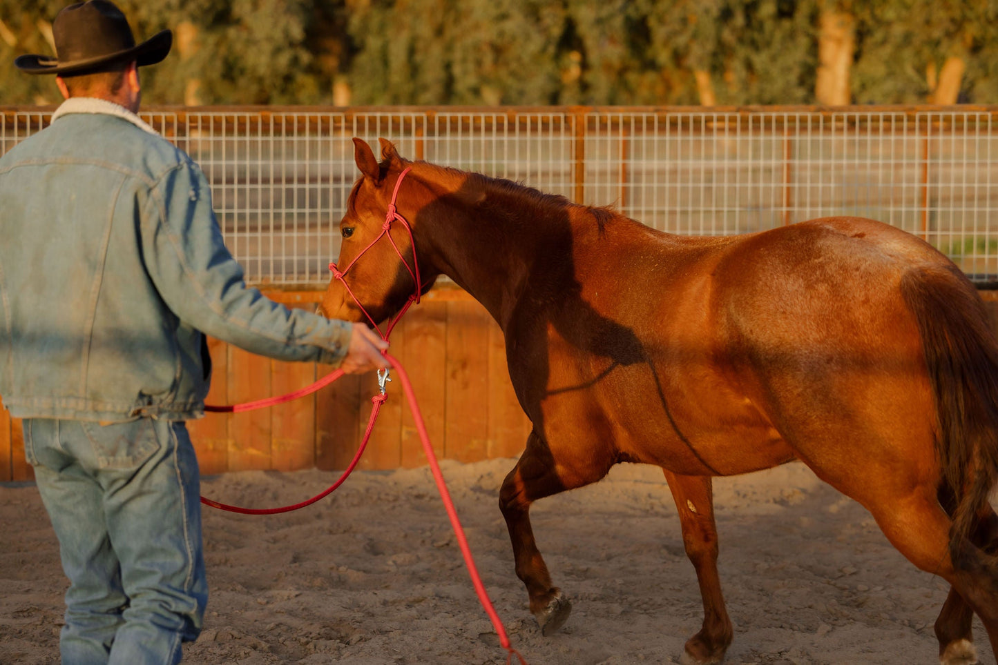 Clinician 4 Knot Halter and 14ft Lead Set